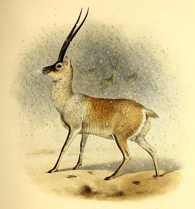 tibetská antilopa chiru - ilustrácia z knihy